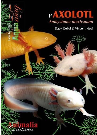 Emprunter L'axolotl. Ambystoma mexicanum livre